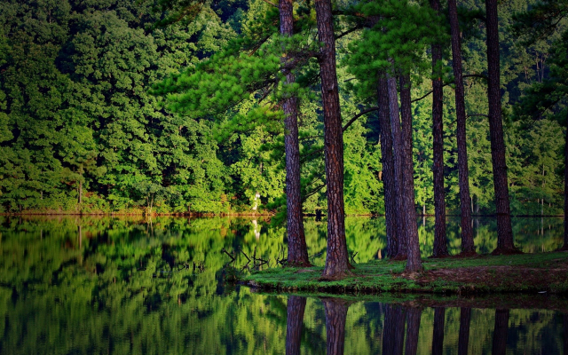 1920x1200 pix. Wallpaper summer, trees, forest, lake, reflection, spruce, landscape, nature