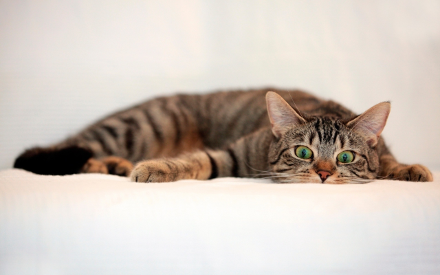 1920x1200 pix. Wallpaper cat, lying, look, green eyes, animals
