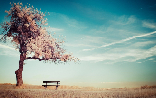 1920x1080 pix. Wallpaper alone, trees, benches, sky, ground