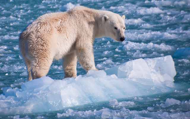 2048x1359 pix. Wallpaper polar bear, bear, animals, ice, winter