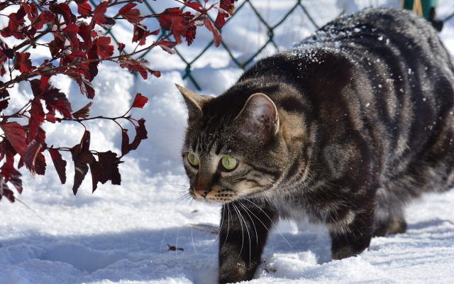 2048x1366 pix. Wallpaper cat, snow, winter, branches, fence