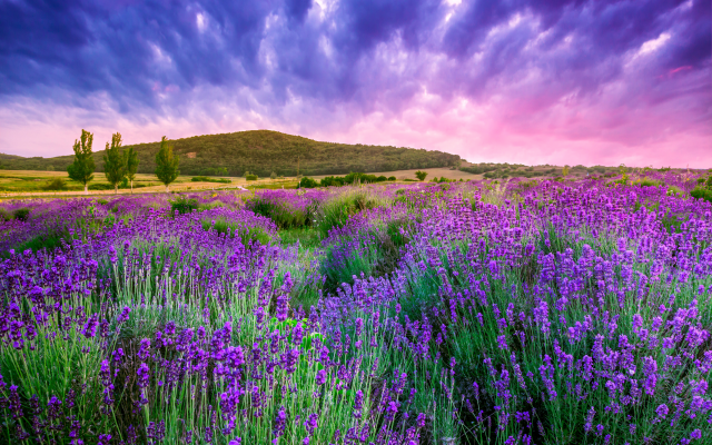 4752x3168 pix. Wallpaper sky, nature, flowers, lavender, lavandula