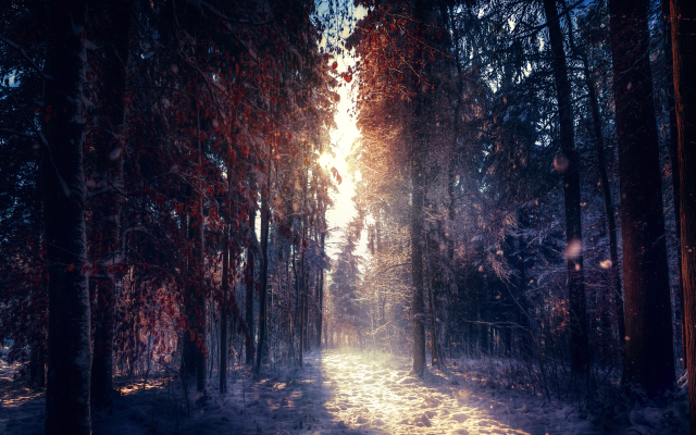 5616x3381 pix. Wallpaper nature, tree, forest, autumn leaves, winter, snow