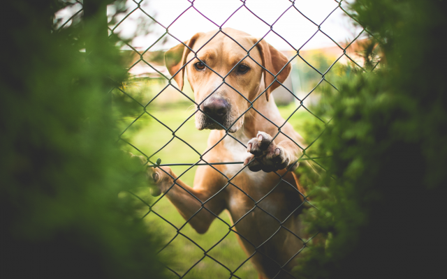 4504x3003 pix. Wallpaper dog, retriever, fence, animals, funny puppy