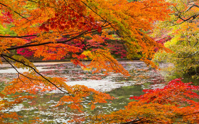 2048x1329 pix. Wallpaper autumn, forest, river, branches, nature, leaf