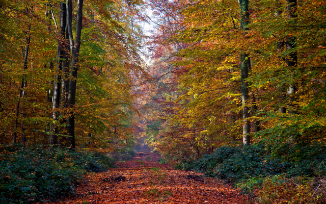 3900x2600 pix. Wallpaper autumn, forest, tree, leaves, trail, nature