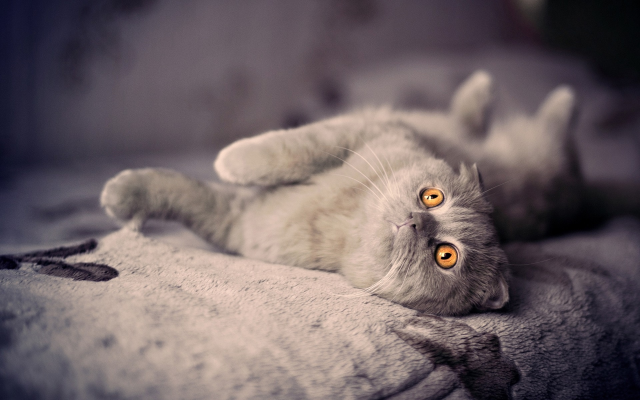1920x1200 pix. Wallpaper grey cat, enormous eyes, tomcat, animals, eyes, cat