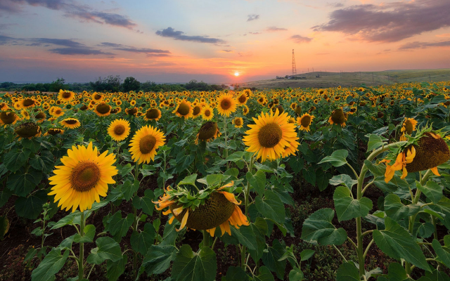 2560x1628 pix. Wallpaper sunset, sunflower, field, sunset, nature, flowers