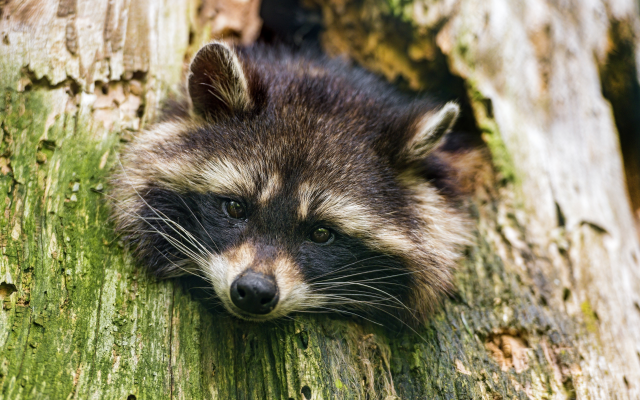 3460x2307 pix. Wallpaper raccoon, face, trunk, animals