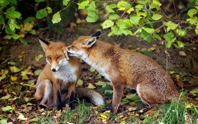1920x1200 pix. Wallpaper fox, animals, couple, tenderness, leaf