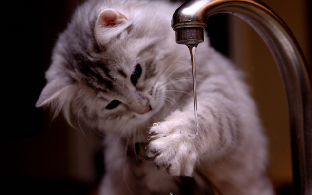 1920x1440 pix. Wallpaper kitten, tap, water, cat, animals