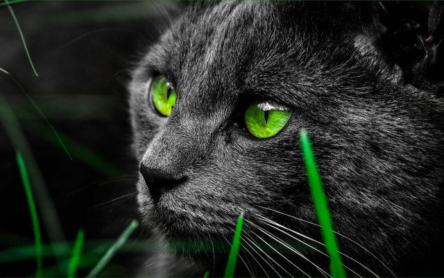 1920x1080 pix. Wallpaper cat, animals, green eyes, grey cat