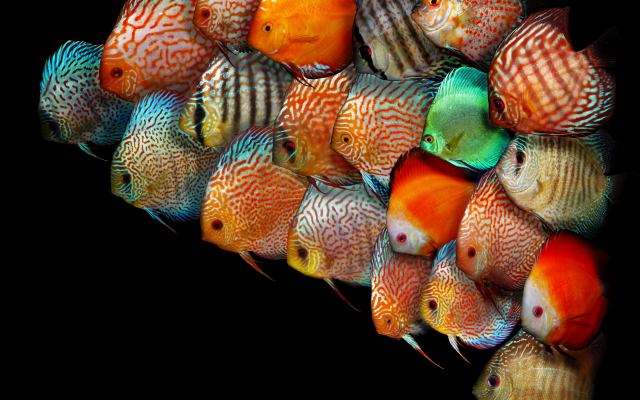 6000x5000 pix. Wallpaper discus fish, underwater, fish, animals