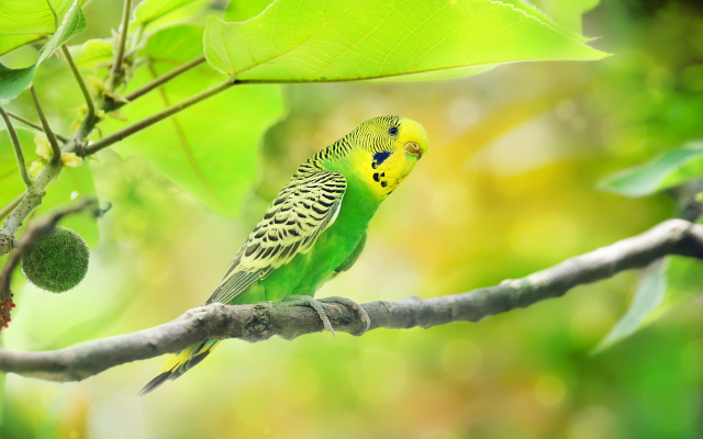 2048x1365 pix. Wallpaper birds, parrot, tree, branch, leaves, bokeh, animals