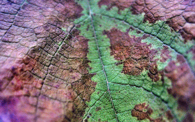 3264x2448 pix. Wallpaper leaf, close-up, macro, nature, autumn