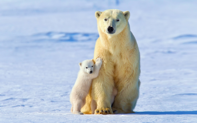 1920x1200 pix. Wallpaper bear, polar bear, winter, snow, family, animals, bears cub