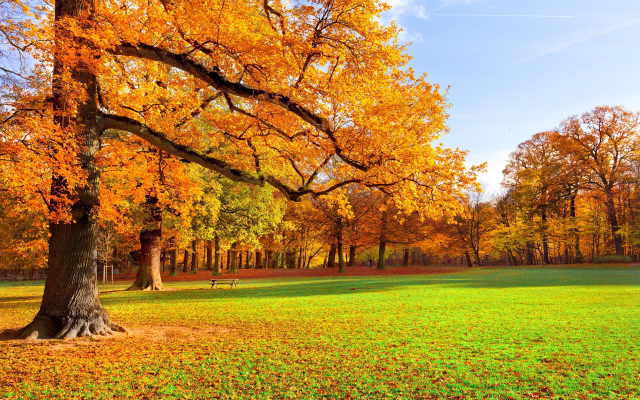 2560x1600 pix. Wallpaper autumn, park, nature, leaf, grass, meadow