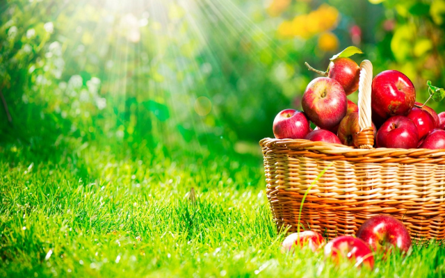 1920x1200 pix. Wallpaper apple, sunshine, nature, grass, food