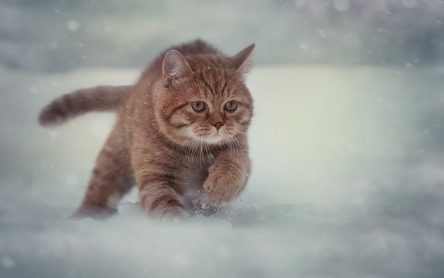 2048x1331 pix. Wallpaper cat, snow, winter, animals, run