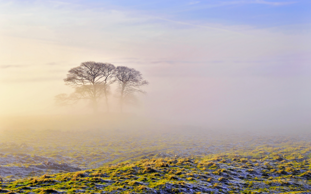 2560x1600 pix. Wallpaper sky, morning, tree, fog, nature