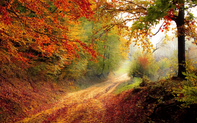 2880x1800 pix. Wallpaper nature, tree, road, autumn, fog, leaf