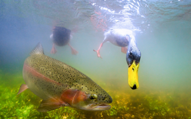 2048x1448 pix. Wallpaper underwater, fish, trout, duck, bird, nature, animals