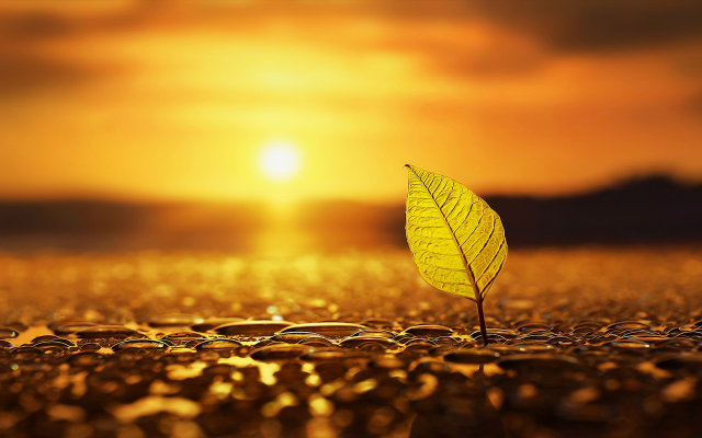 2048x1118 pix. Wallpaper leaf, drops, sun, sunset, close-up, nature