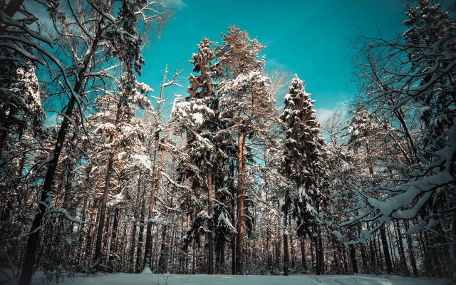 5472x3648 pix. Wallpaper forest, tree, landscape, pine, snow, nature, winter