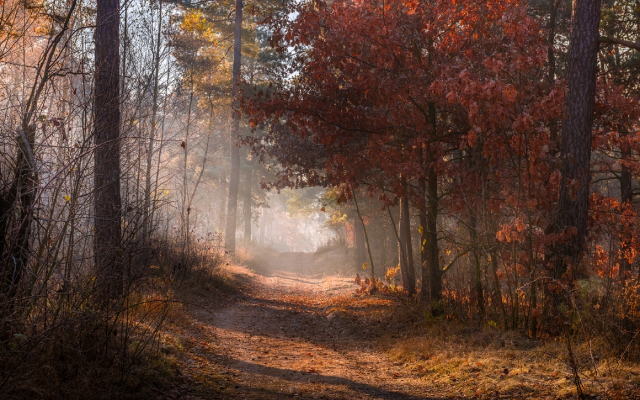 1920x1200 pix. Wallpaper autumn, forest, fog, road, leaf, nature
