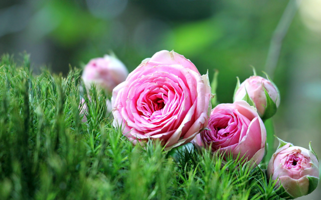 2560x1600 pix. Wallpaper pink roses, roses, grass, flowers, nature