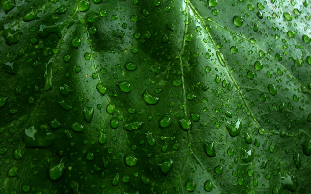 1920x1200 pix. Wallpaper green, leaf, drops, water drops, macro, nature, close-up