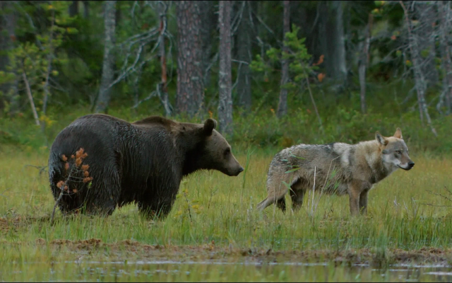 1920x1080 pix. Wallpaper grizzly bear, wolf, bear, animals, grass, forest