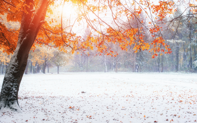 4500x3003 pix. Wallpaper winter, fall, tree, snow, autumn leaf, first snow, nature, park