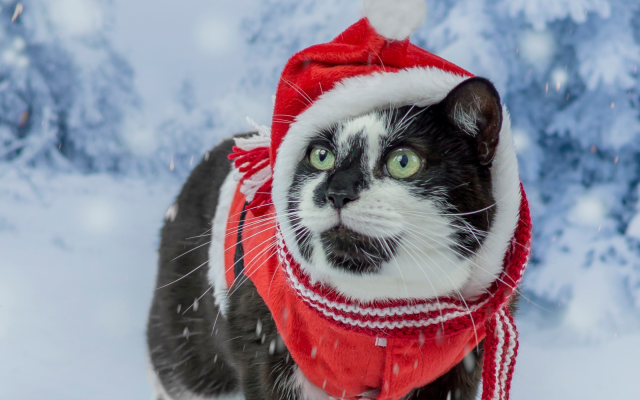 2489x1400 pix. Wallpaper cat, costume, green eyes, santa claus, new year, santa hat, christmas, snow, animals