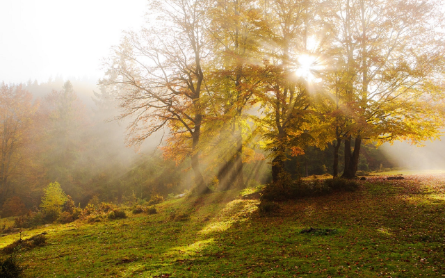 1920x1280 pix. Wallpaper sun rays, tree, haze, carpathians, autumn, ukraine, nature
