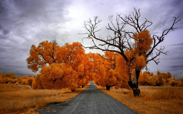 2000x1312 pix. Wallpaper road, sky, tree, autumn gold, autumn, nature