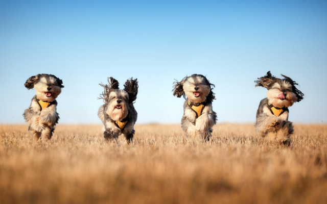 1920x1080 pix. Wallpaper dog, field, running, animals, pups racing