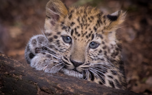 3767x2691 pix. Wallpaper leopard, predator, animals, leopard cub, wild cat