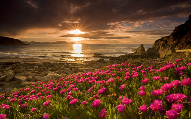 2020x1310 pix. Wallpaper sea, sun, flowers, coast, sky, beach, nature