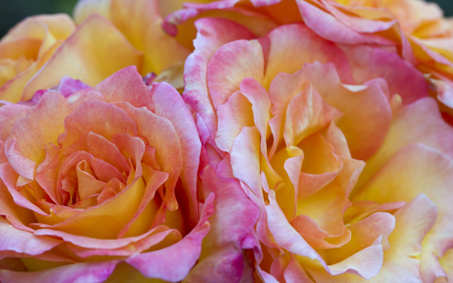 1920x1200 pix. Wallpaper bouquet, roses, delicate, apricot color, flower, nature