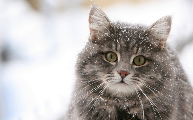 1920x1200 pix. Wallpaper cat, snow, eyes, winter, animals