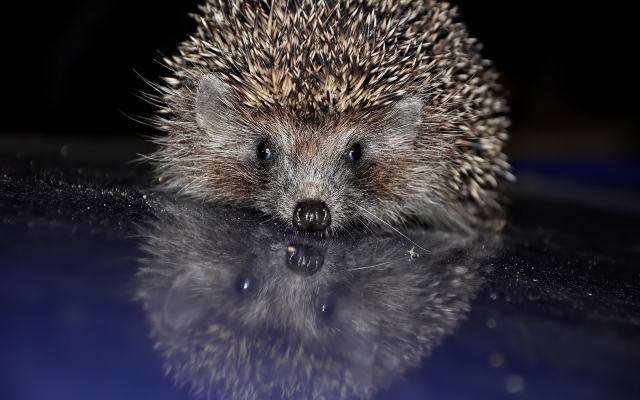1920x1200 pix. Wallpaper hedgehog, needles, reflection, animals, cute, funny