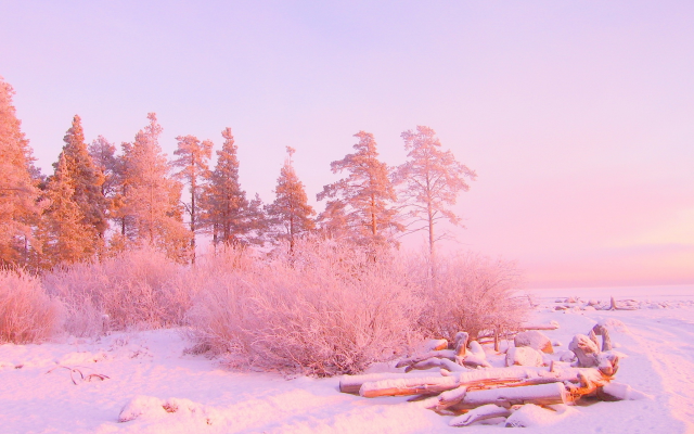 1920x1200 pix. Wallpaper snow, tree, winter, nature, fog, frost