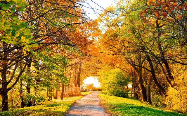 4920x3280 pix. Wallpaper autumn, tree, leaves, path, fall, nature