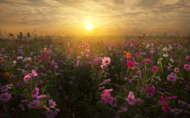 4256x2603 pix. Wallpaper field, flowers, kosmeya, cosmos, sunset, summer, nature