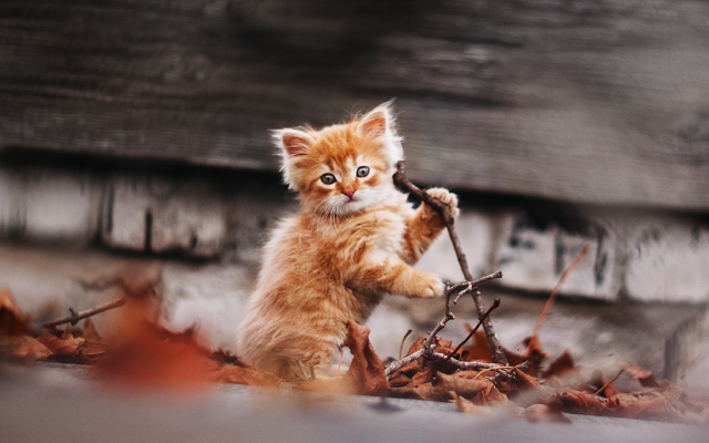 1920x1295 pix. Wallpaper ginger kitten, saffron, autumn, nature, animals, cute, cat, kitten