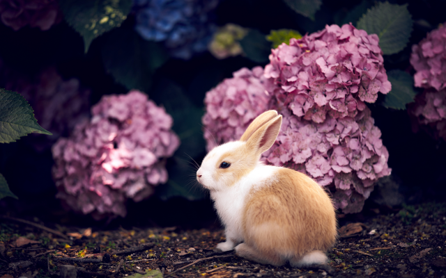 7360x4912 pix. Wallpaper hydrangea, rabbit, baby, flowers, animals