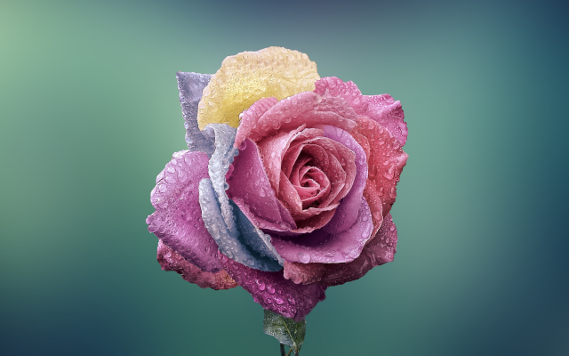 1920x1200 pix. Wallpaper rose, bud, close-up, flowers, dew