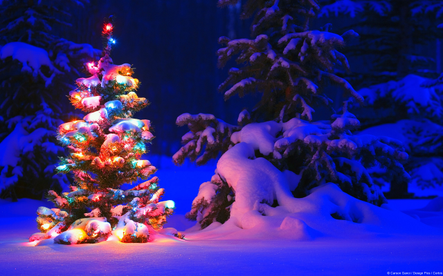 1920x1200 pix. Wallpaper new year, winter, snow, decorated, christmas tree, holidays