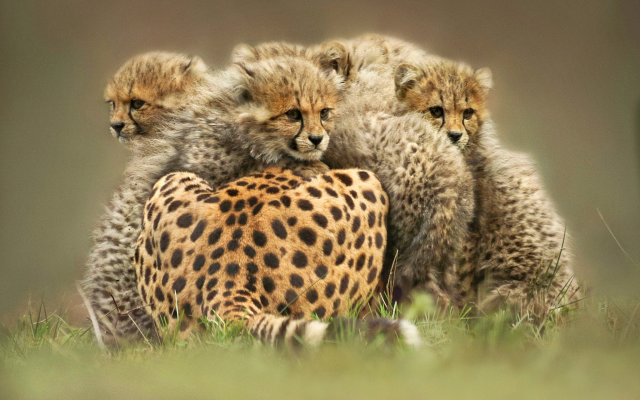 2048x1365 pix. Wallpaper animals, cheetah, kittens, wild cats